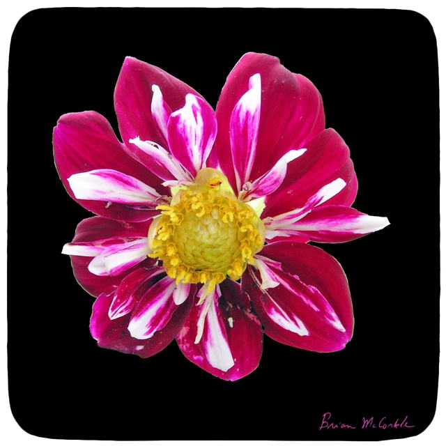 (image for) Hibiscus 3 Black